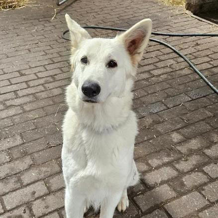 Hond/kat artikelen