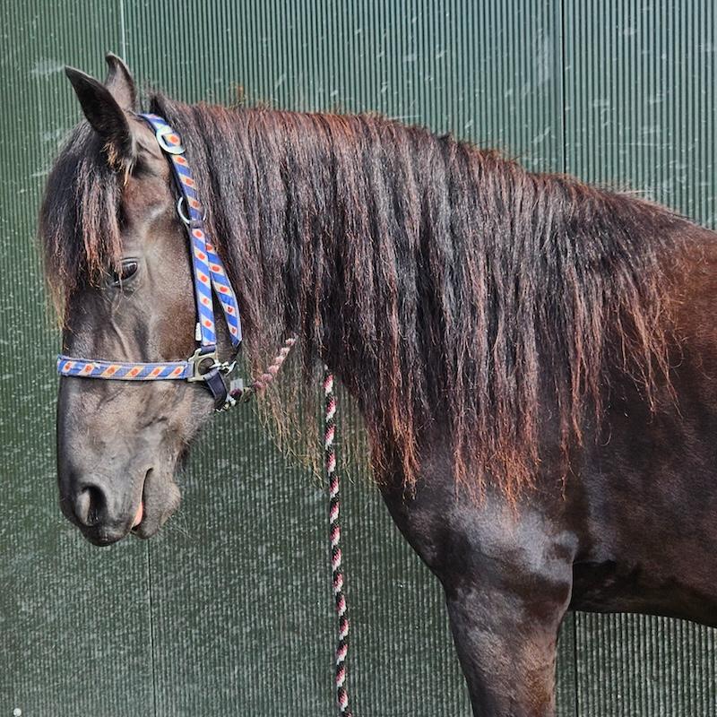 Paard